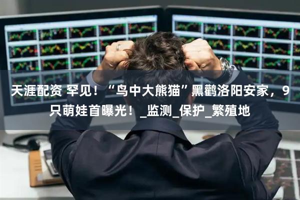 天涯配资 罕见！“鸟中大熊猫”黑鹳洛阳安家，9只萌娃首曝光！_监测_保护_繁殖地